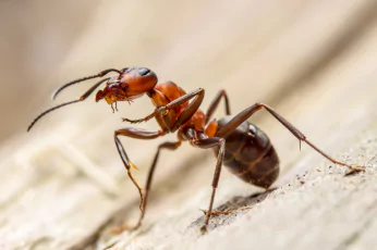 Pest Control