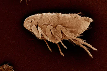 Pest Control